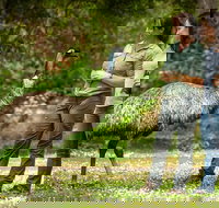 Great Ocean Road 2 Day Highlights Tour and sunset 12 Apostles - Accommodation Port Macquarie