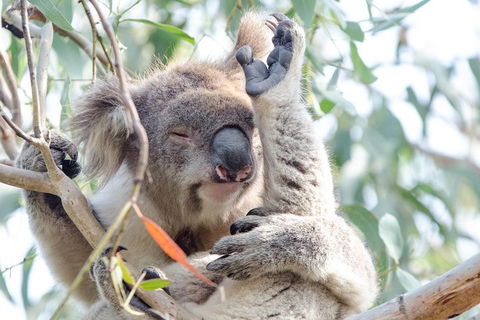 Great Ocean Road Reverse Itinerary With 12 Apostles From Melbourne - Accommodation Port Macquarie 1