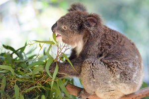 Blue Mountains Private Tour with Kangaroos & Koala Encounter
