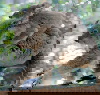 Lone Pine Koala Sanctuary Admission with Brisbane River Cruise - Accommodation Port Macquarie
