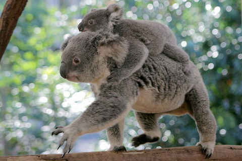 Lone Pine Koala Sanctuary Admission With Brisbane River Cruise - Accommodation Port Macquarie 0