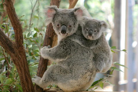 Lone Pine Koala Sanctuary Admission With Brisbane River Cruise - Accommodation Port Macquarie 3