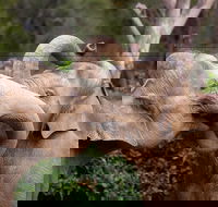 Melbourne Zoo General Entry Ticket - Accommodation Port Macquarie