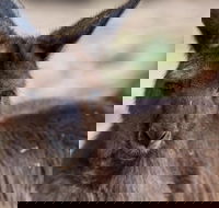 Australian Wildlife Tour at Melbourne Zoo Ticket - Accommodation Port Macquarie