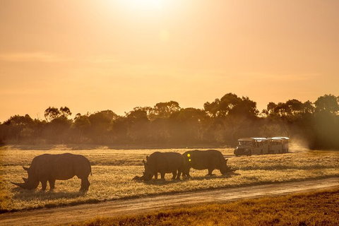 Sunset Safari At Werribee Open Range Zoo - Accommodation Port Macquarie 2
