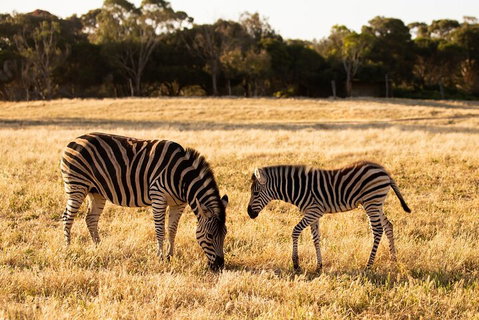 Sunset Safari At Werribee Open Range Zoo - Accommodation Port Macquarie 3