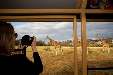 Sunset Safari At Werribee Open Range Zoo - Accommodation Port Macquarie 4