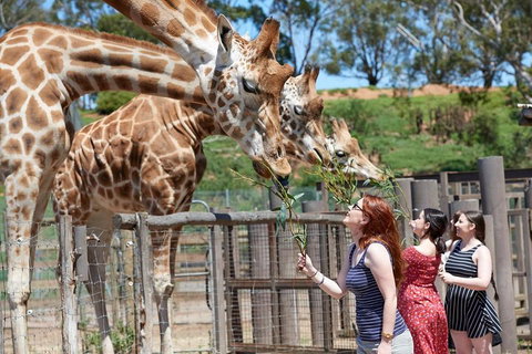 Slumber Safari At Werribee Open Range Zoo - Accommodation Port Macquarie 3