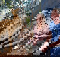 African Cat Encounter at Werribee Open Range Zoo - Accommodation Port Macquarie