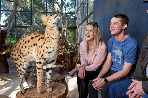African Cat Encounter At Werribee Open Range Zoo - Accommodation Port Macquarie 0