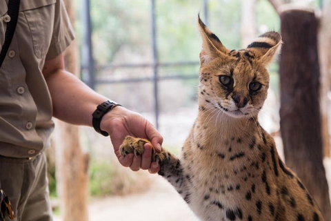 African Cat Encounter At Werribee Open Range Zoo - Accommodation Port Macquarie 1