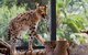 African Cat Encounter At Werribee Open Range Zoo - thumb 3