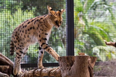 African Cat Encounter At Werribee Open Range Zoo - Accommodation Port Macquarie 3