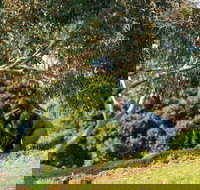 Early Morning Savannah Experience - Accommodation Port Macquarie