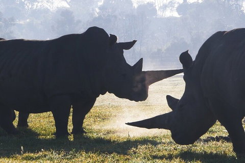 Early Morning Savannah Experience - Accommodation Port Macquarie 1