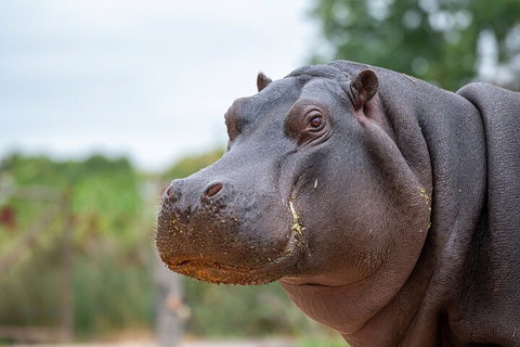 Early Morning Savannah Experience - Accommodation Port Macquarie 2