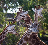 Werribee Open Range Zoo General Admission Ticket - Accommodation Port Macquarie