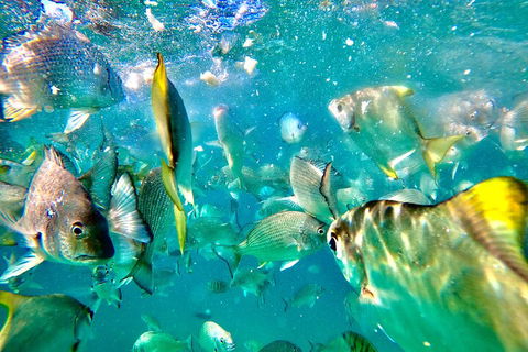 Moreton Island Day Trip (Kayak, Snorkel & Sandboard) Frm Brisbane Or Gold Coast - Accommodation Port Macquarie 1