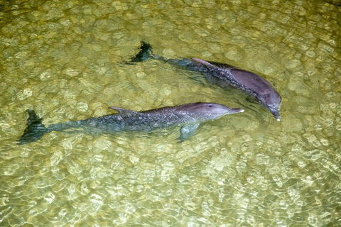 Tangalooma Island Resort Whale Watching Day Cruise With Dolphin Viewing - Accommodation Port Macquarie 0