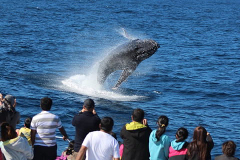 Tangalooma Island Resort Whale Watching Day Cruise With Dolphin Viewing - Accommodation Port Macquarie 1
