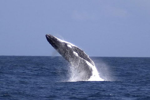 Tangalooma Island Resort Whale Watching Day Cruise With Dolphin Viewing - Accommodation Port Macquarie 4