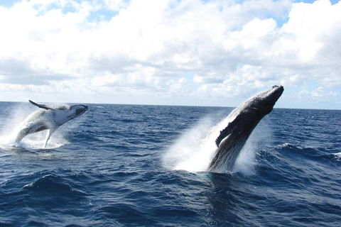 Tangalooma Island Resort Whale Watching Day Cruise With Dolphin Feeding - Accommodation Port Macquarie 1