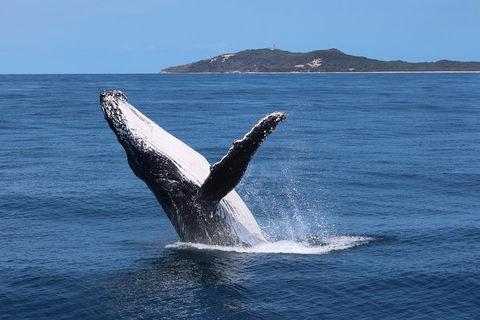 Tangalooma Island Resort Whale Watching Day Cruise With Dolphin Feeding - Accommodation Port Macquarie 3