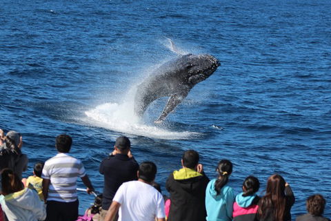 Tangalooma Island Resort Whale Watching Day Cruise With Dolphin Feeding - Accommodation Port Macquarie 5