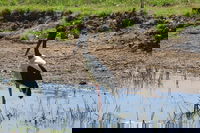 Darwin to Kakadu Day Trip by Air Including Yellow Water Cruise