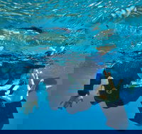3 Day Whitsundays Sailing and Diving Adventure Kiana - Accommodation Port Macquarie