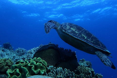 3 Day Whitsundays Sailing And Diving Adventure: Kiana - Accommodation Port Macquarie 2