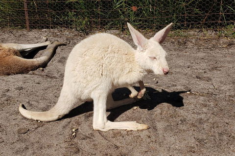 Very Best Of Perth Tour - Wildlife Park & City Highlights Tour - Accommodation Port Macquarie 3