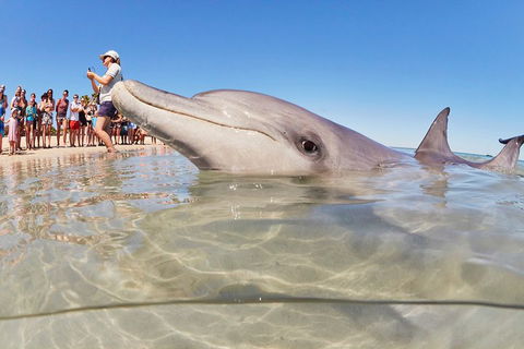 7-Day Exmouth Explorer Via Pinnacles Monkey Mia Ningaloo Reef Returning To Perth - Accommodation Port Macquarie 1