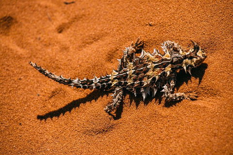Pinnacles Sunset Dinner And Stargazing Experience A Small Group Tour - Accommodation Port Macquarie 5