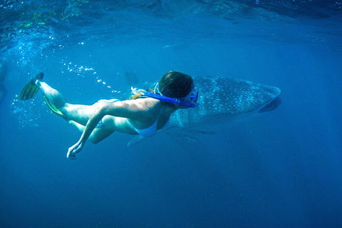 6-Day Coral Coaster From Perth To Exmouth One-Way Via Monkey Mia Ningaloo Reef - Accommodation Port Macquarie 3