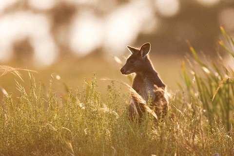 Sunset Blue Mountains Wilderness & Wildlife Tour Without The Crowds - Accommodation Port Macquarie 0