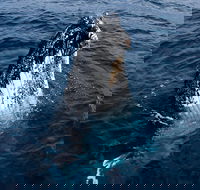 Phillip Island Whale Watching Tour - Accommodation Port Macquarie