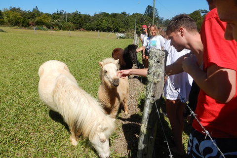Atherton Tablelands Waterfalls Tour From Cairns - Accommodation Port Macquarie 4