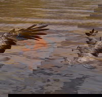 Litchfield and Jumping Crocodiles Full Day Trip from Darwin - Accommodation Port Macquarie