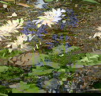 Yellow Water Cruise - Kakadu - Accommodation Port Macquarie