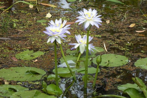 Yellow Water Cruise - Kakadu - Accommodation Port Macquarie 0