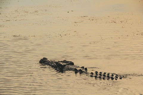 Yellow Water Cruise - Kakadu - Accommodation Port Macquarie 2