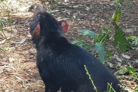 Phillip Island Penguin And Wildlife Tour - Accommodation Port Macquarie 0