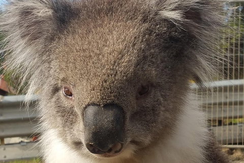 Full-Day Great Ocean Road Tour From Melbourne - Accommodation Port Macquarie 3