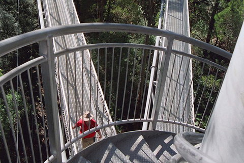 12 Apostles And Otway Fly Zipline Day Trip From Melbourne - Accommodation Port Macquarie 2