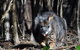 Small-Group Kangaroo Island 4WD Night Tour - thumb 1