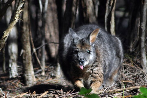 Small-Group Kangaroo Island 4WD Night Tour - Accommodation Port Macquarie 1