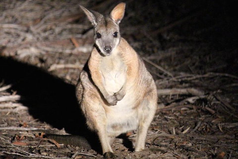 Small-Group Kangaroo Island 4WD Night Tour - Accommodation Port Macquarie 3