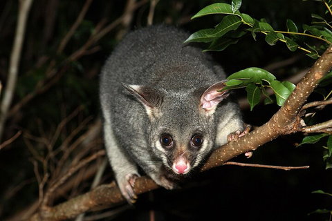 Small-Group Kangaroo Island 4WD Night Tour - Accommodation Port Macquarie 5