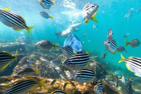 Manly Snorkel Trip And Nature Walk With Local Guide - Accommodation Port Macquarie 2